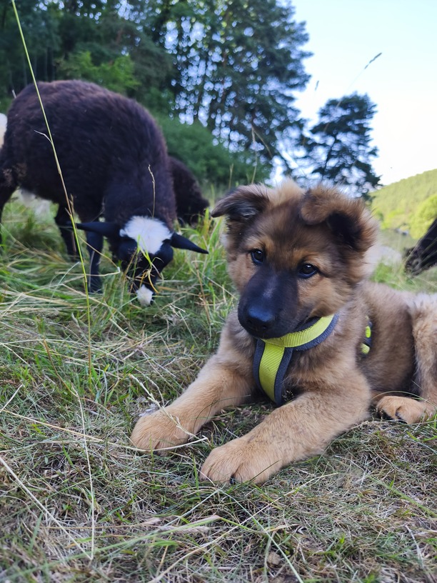 Hund Ryuk