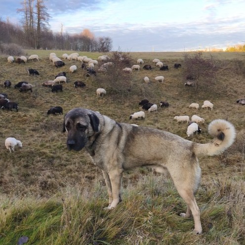 Herdenschutzhund