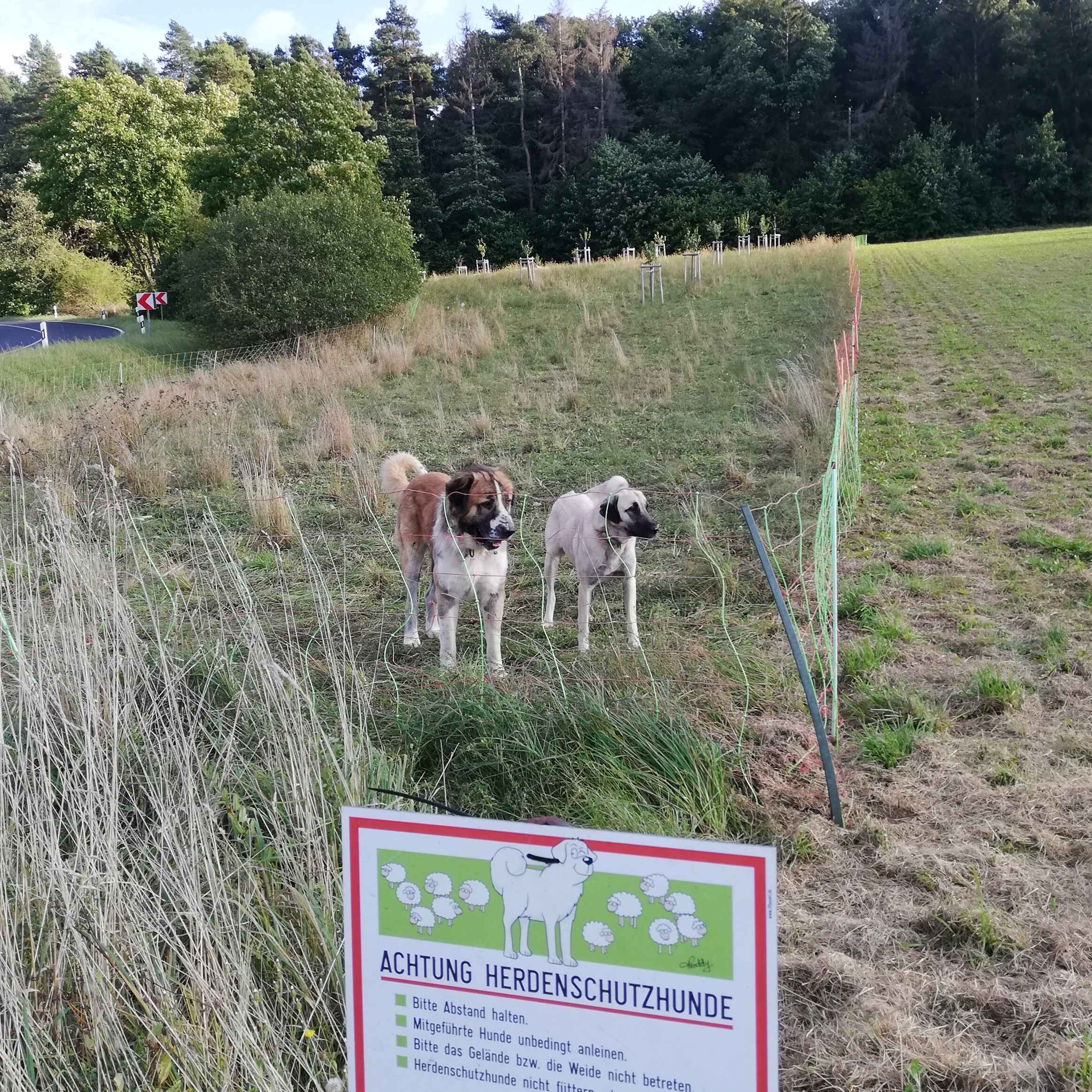 Hunde Hexe und Cookie